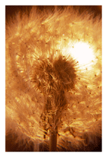 Udo-Wagenknecht-kl-sonnenfl